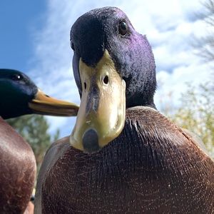 Meet your Posher, Marc